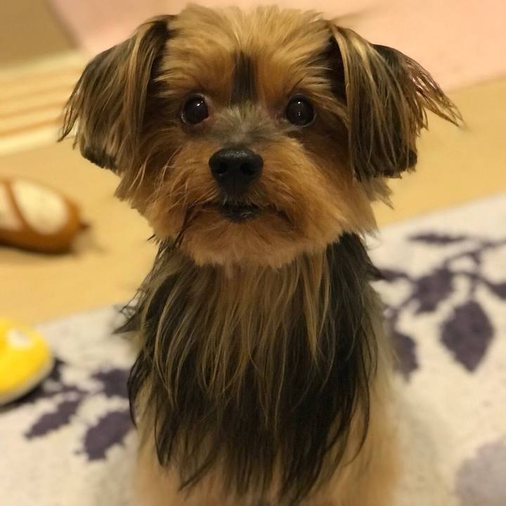 542d2ab3 5491 4f97 aa2a 40c814cdc3dd 1512119148461