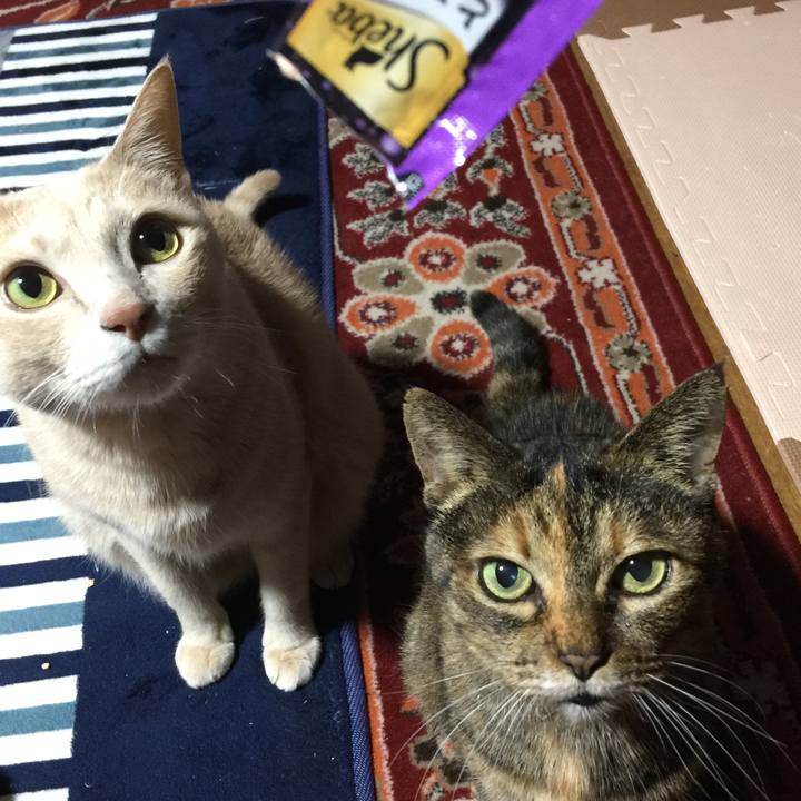 542d4055 7779 4c02 b264 88d7dde98410 1542546624613