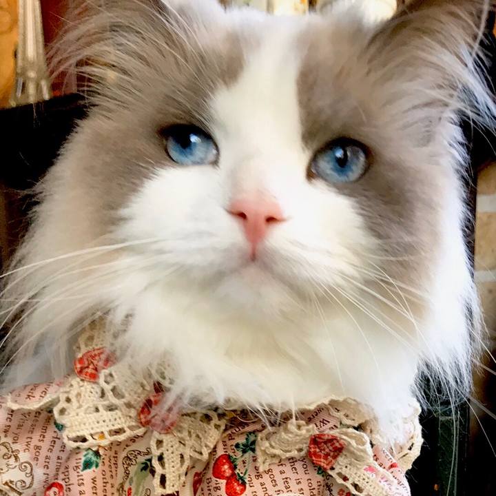 54332c3e ac5a 4a68 a3b8 87ba9e1b6517 1586258694132