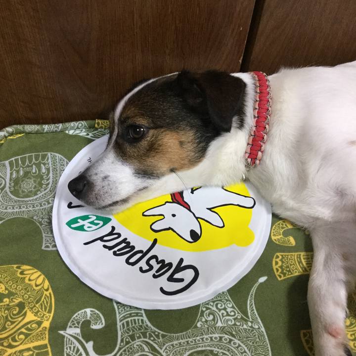 543507da 3b93 41f5 a378 774f4faf1c57 1561896223038