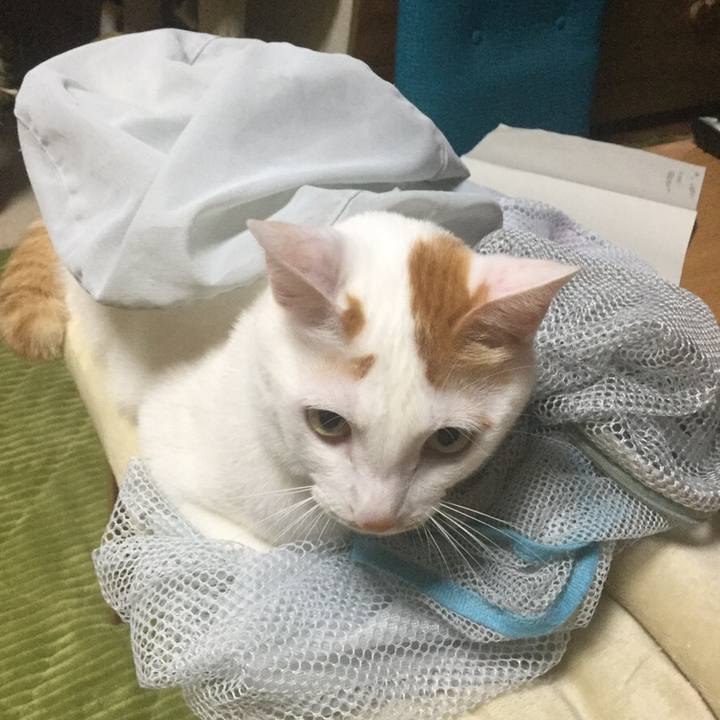 54372d57 ffb4 4863 a277 d9632ba82e39 1548083492668