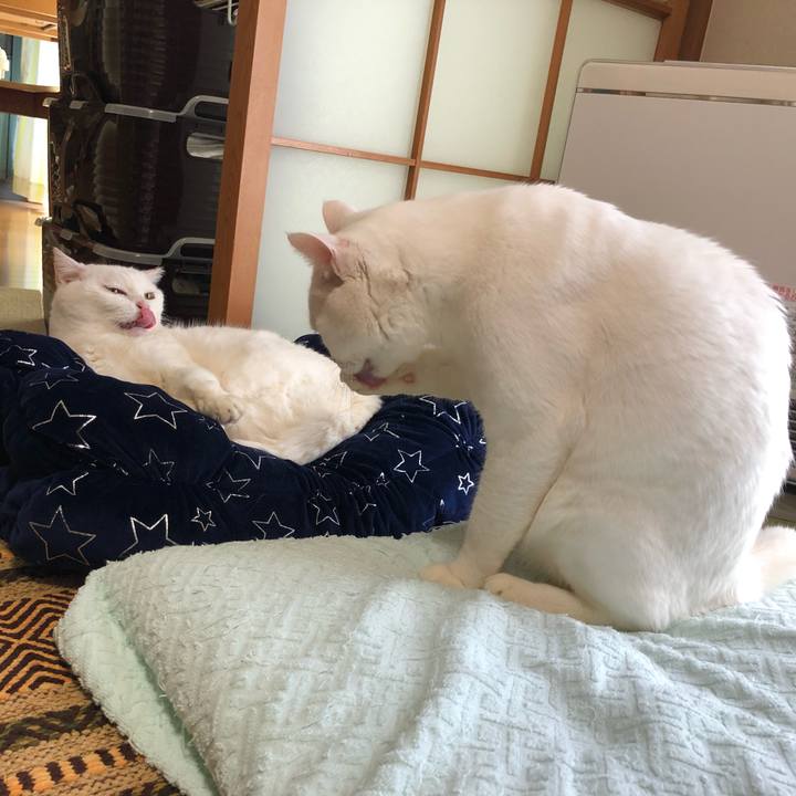 54393128 588b 4648 b4bf 7c2f3663c3b6 1546778578560