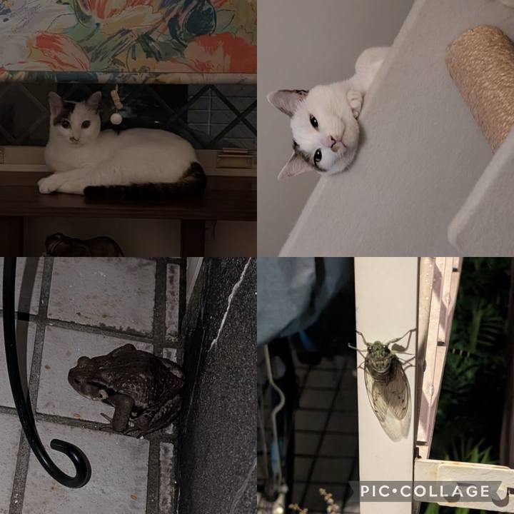 543a81f6 631f 4fc2 8c89 e9ada7038f9d 1754010039308