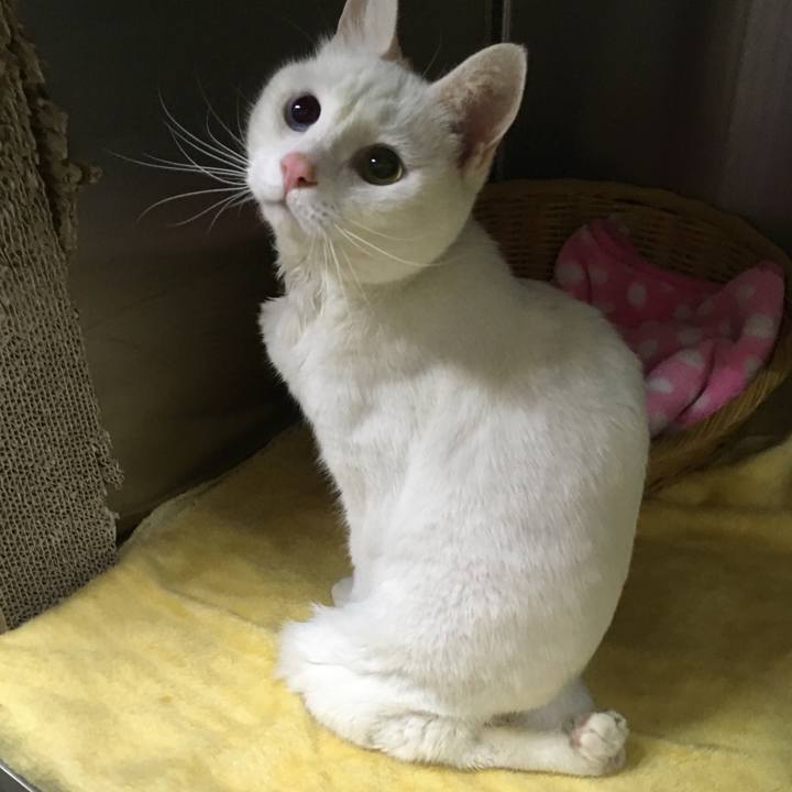 543bc98b d01a 4237 bda9 dd999e8c966c 1523954781861