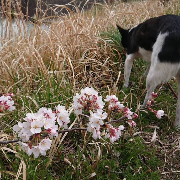 543c18b3 3ffb 45c3 85c2 65c342d05629 1522637997770