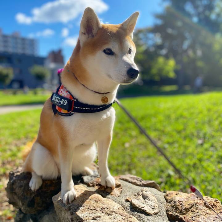 54432ef4 42b0 498b acab 8b3d464e09c0 1634090078239