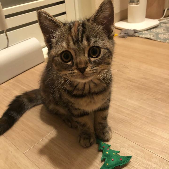 5444494e 9436 4c0d b453 3cb615fb65bf 1577146603508