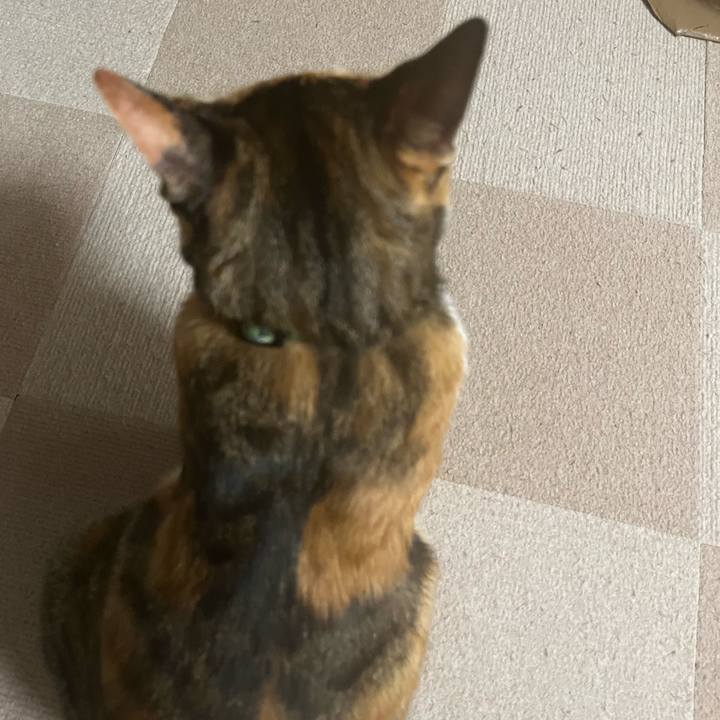 544787c1 b120 43eb b78b c85819e68667 1734042520093