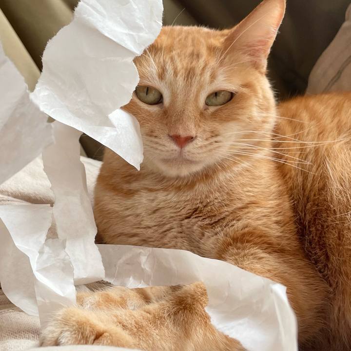 5448c895 a8b9 48c9 baa7 55fdf81f6e32 1766554985060