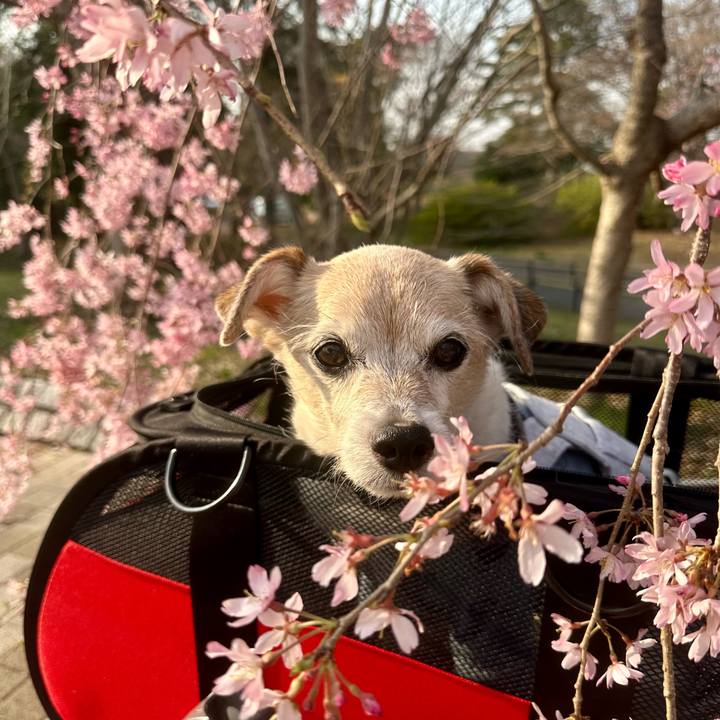 544c639c ba33 4438 9d82 9e4cdd0dcb90 1742988348928