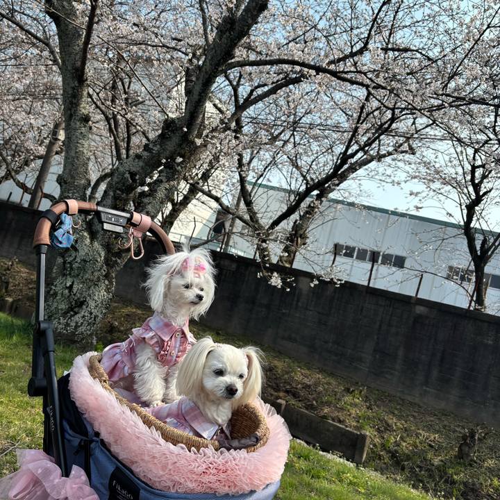 5450efd0 4bb3 42f0 bf5c 6d381c0bd1a3 1774692199392