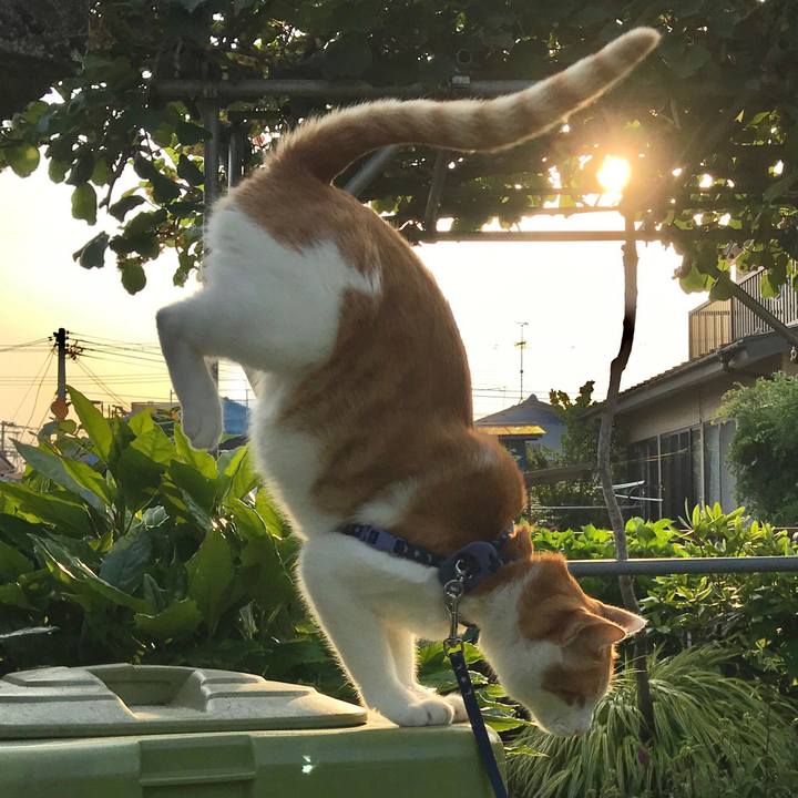 54516fdb c1b4 406d 8699 32b91e13ebd2 1528375541667