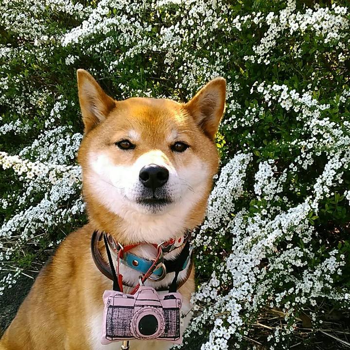 545227a6 3968 4f8c 8438 6ea9964a4452 1553655368008