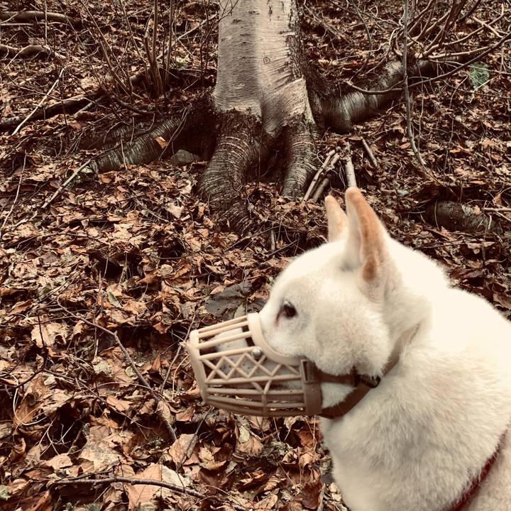 54525ed0 de00 4dd8 8602 b2cc6d64ac7d 1606283559386