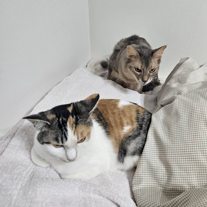 54531320 5917 454f b924 1947ea8532a4 1763439159510