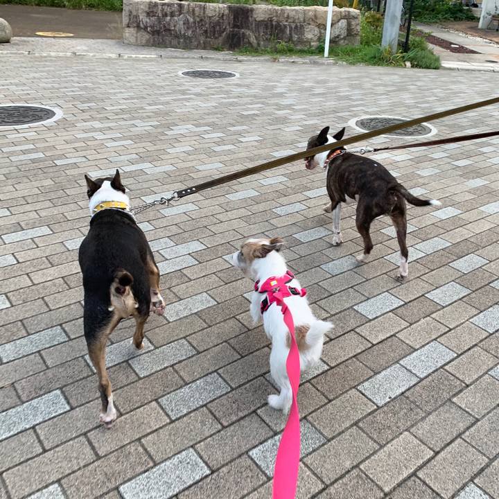 5453e11f 0397 4251 892f 036eed12ca9c 1568542666234