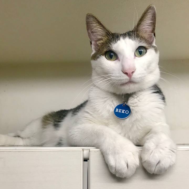 5453f56d ff9a 4854 8342 ad003794c782 1543929171618