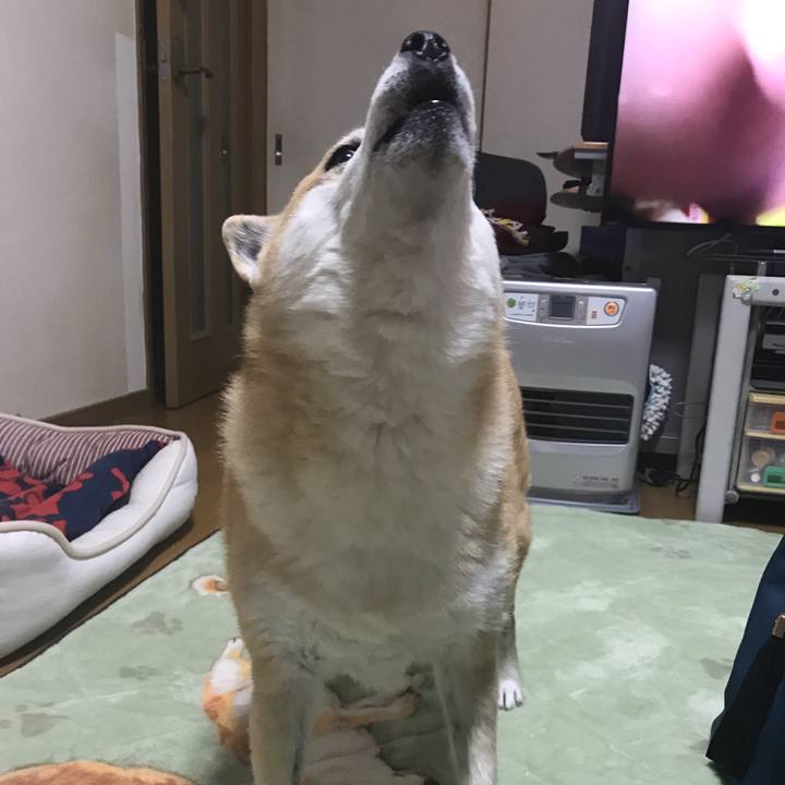 54591b7e c837 4283 a9ec 0768c89e3fc6 1542715794396