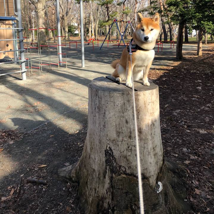 545a40f1 9ca7 40bd b5b1 da57a93263fb 1523511552134