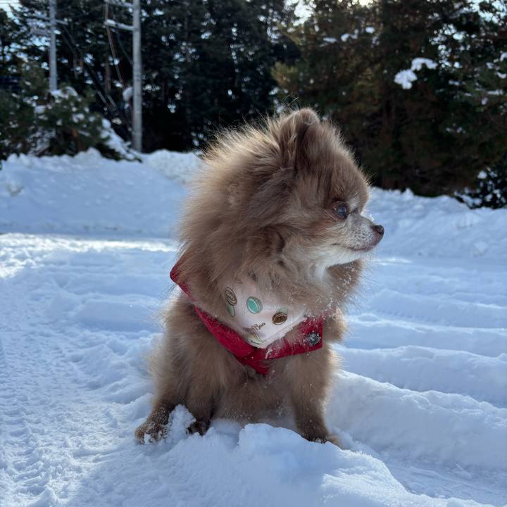 545aa15e 6b96 4516 b68a d016734e4ceb 1769310687661