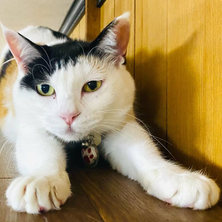 54617614 30b3 483a 8b7d ef389b01b959 1754405844328