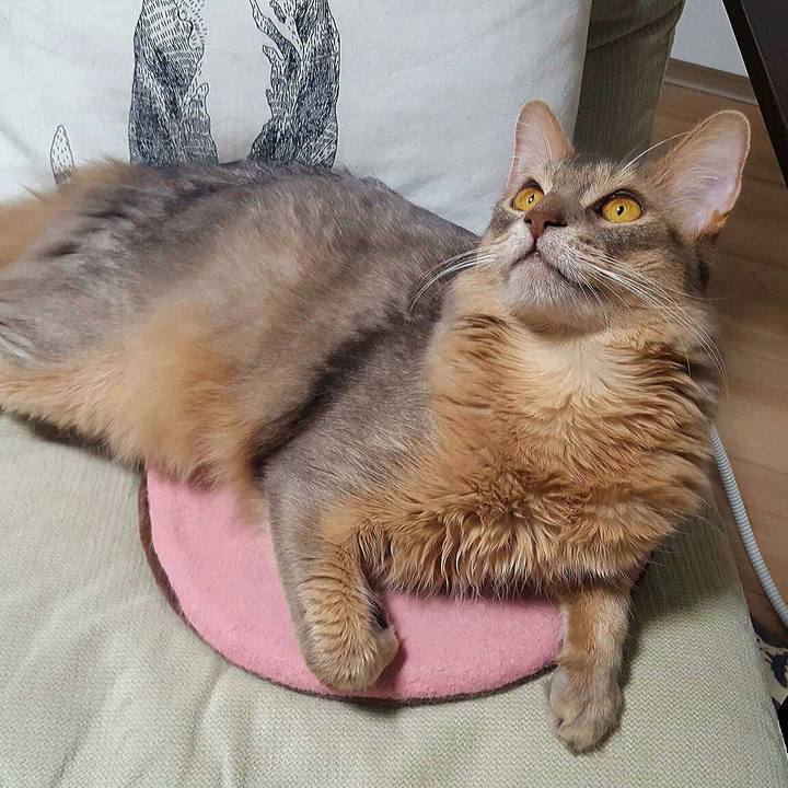 5462469a f404 42fd 95bf b7d84d66e416 1542961439695