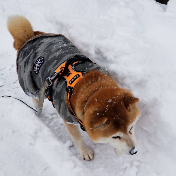 546263b6 be82 4c47 bd72 1b4a0d103b33 1639891745339