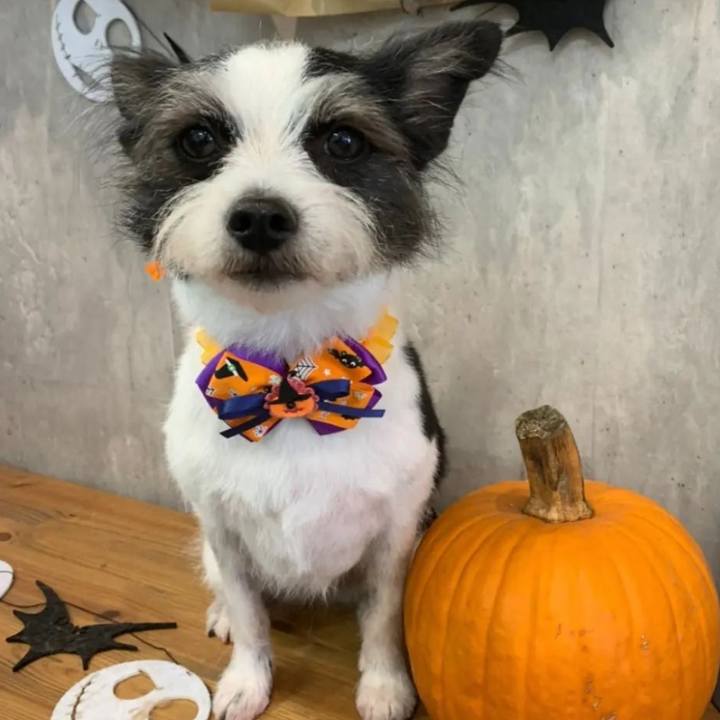 54640957 90d2 482e 99cf a45f35b75fa4 1666100869412