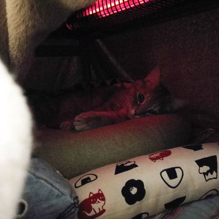 5466d86a de2d 41ef 87f5 ff1627a83b03 1542722536762