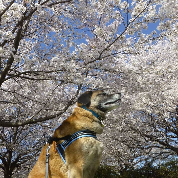 546a7ace b8cd 4981 8e6a 63c654c464b3 1617239358602