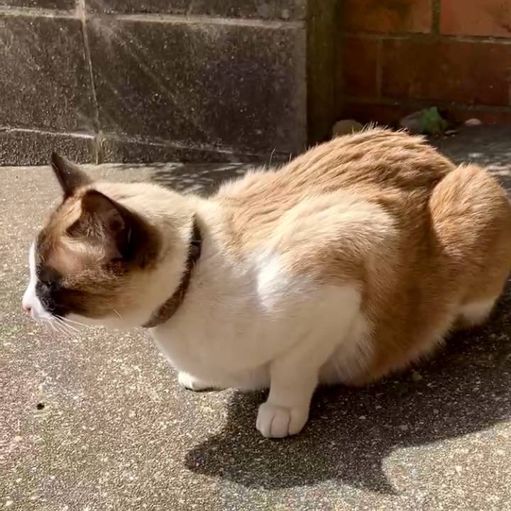 546c81a8 180c 4881 9dae 88a555eae5a0 1743300116507