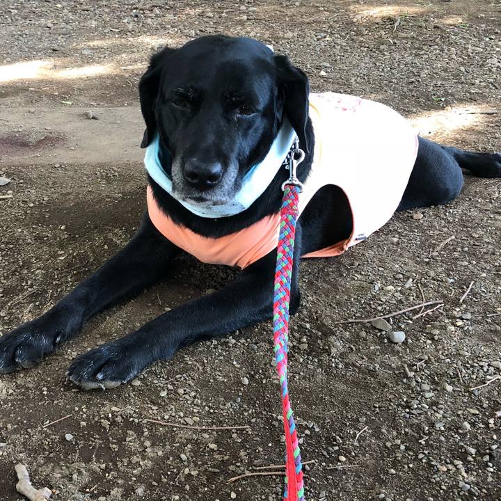 546d6ff4 670a 4ac3 8643 32d6750ecb7d 1531290632490