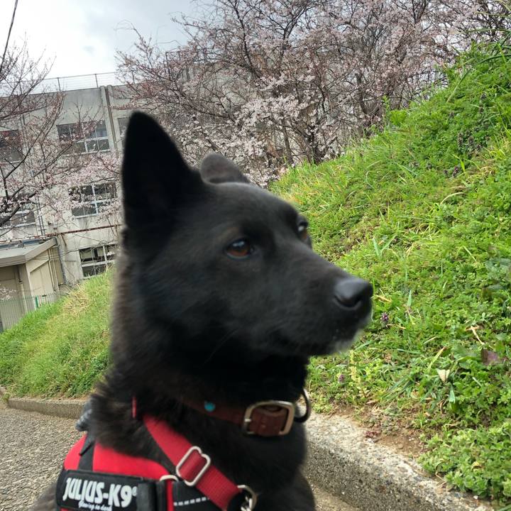 546e1828 a4e8 4e5d b6f2 b4d6d330dd41 1553899917716