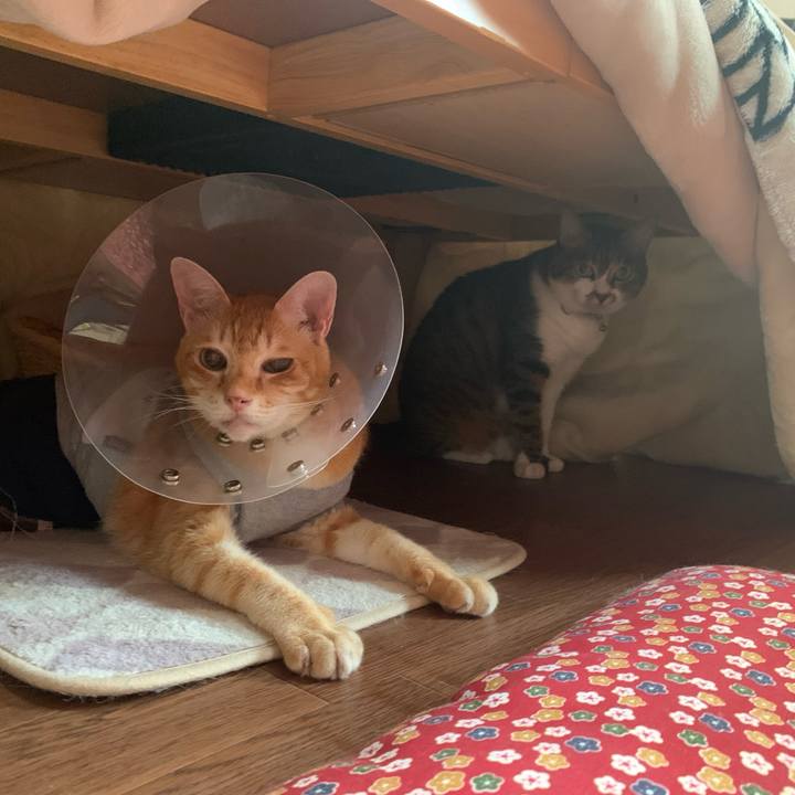 547009b3 785b 4cb4 80f8 d26022cb7722 1631743941448