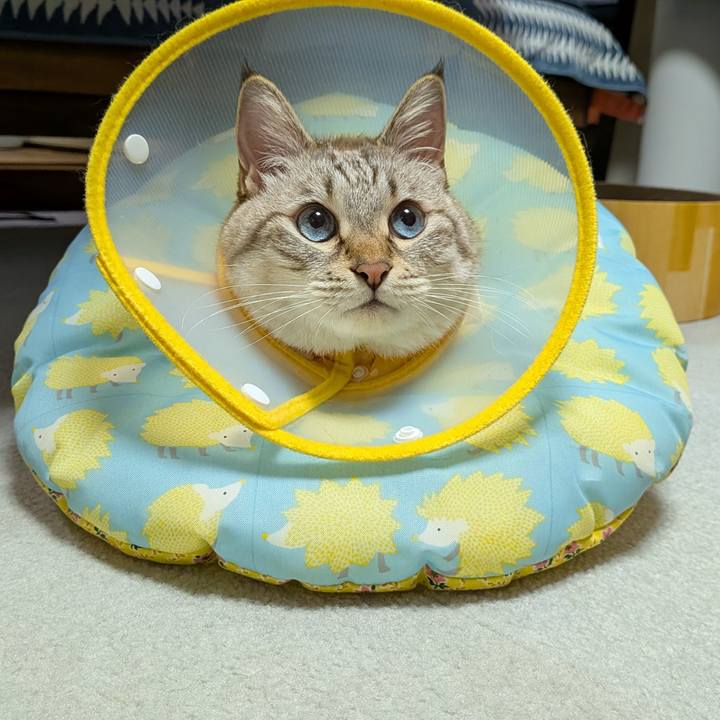 54712673 579a 41b3 a3a9 345c08c674e1 1759751474322