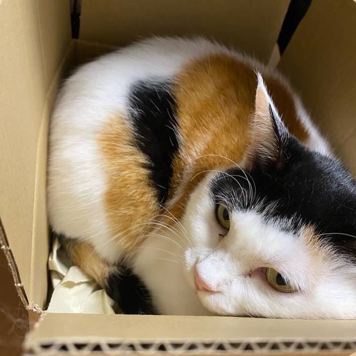 54785cc2 44b1 4871 9dd8 4ccba0633656 1761405652572