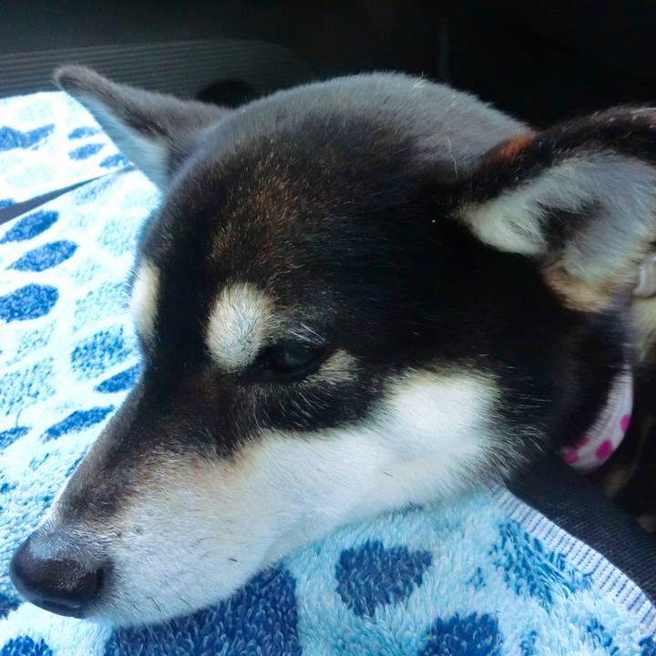 54790637 1aa2 4eae bcfd 5f37bc89c498 1514274729254