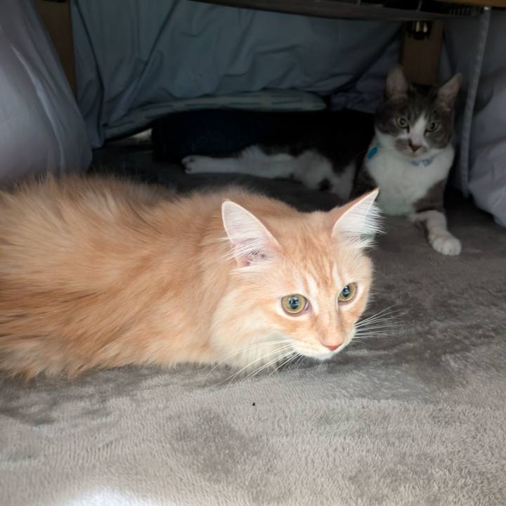 547a72b8 3b6a 4cba 9eae 10f5d8385941 1731549359674