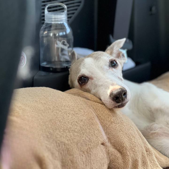 547c96a3 39aa 4b0f 84ca da258e199a24 1774685270339