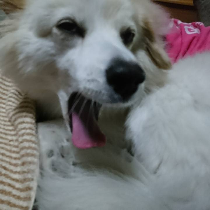 547cda6c 129a 4e7a 910e 08b7e5a96cec 1510778242806