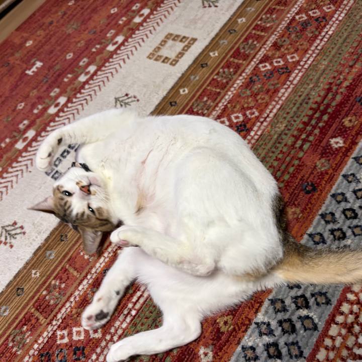 547e1453 db0b 44fe 97a1 cafad0e6493b 1769591445030