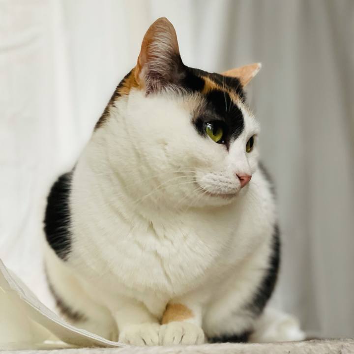 54800633 df12 40c3 bdcd 901f9d351a83 1616898802923