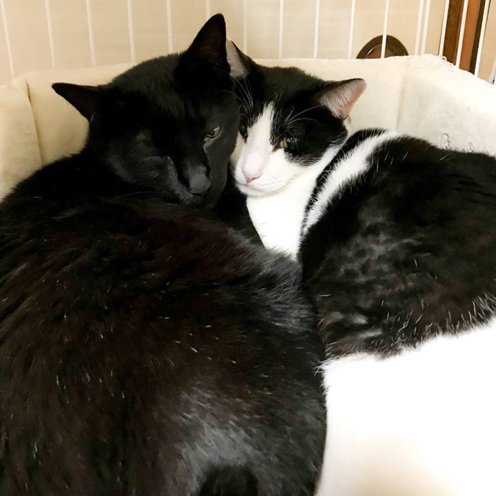 5481358c c89d 468e 840a 23b3bf7a2dd3 1516929135953