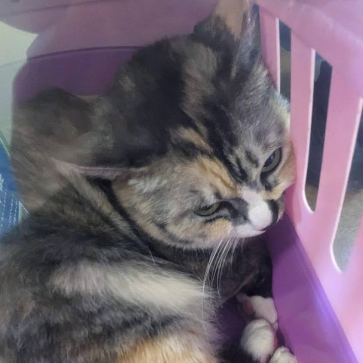 5484e0ec d00b 4911 a868 9d446b48490f 1773756829205