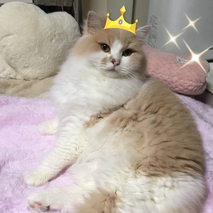 54865bf8 4605 4796 a05d c622702f4a1e 1540010733947