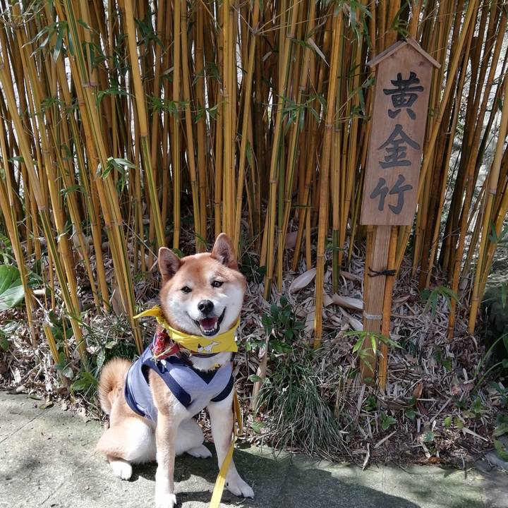 5486d4aa ca4e 434c 8c3f 1f05629f3de0 1584807209976