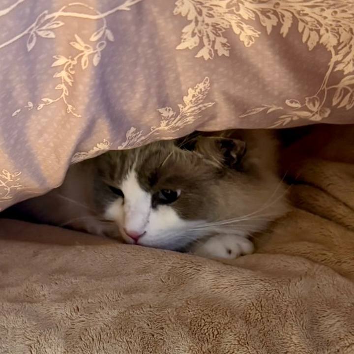 5487ccbd 0e0d 46c1 90fe 02788e276525 1734495447679