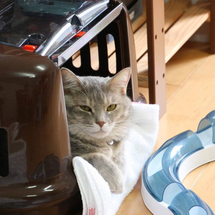 548a9ad2 e855 400b 896f 6736e87e6ab7 1536560966121