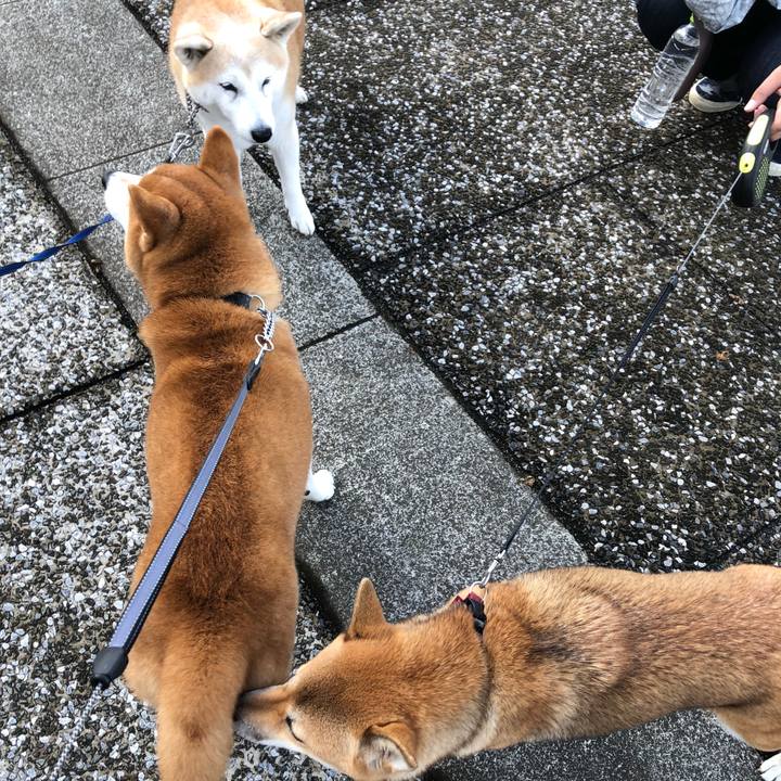 548d9ae8 3f9c 4948 afe6 5bcade9e1ed1 1542188038229