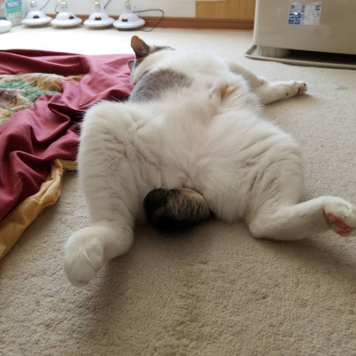 548dd16e a5df 4cf5 8e93 26b28fc671b9 1554098659038